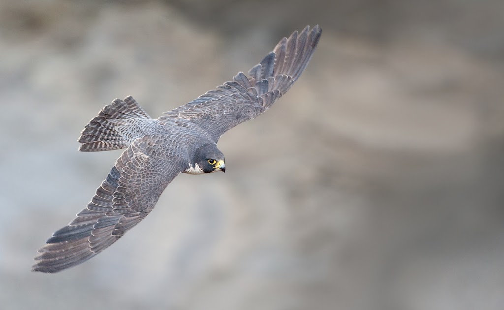 New Mexico Birds Fastest Bird in the World Peregrine Falcon