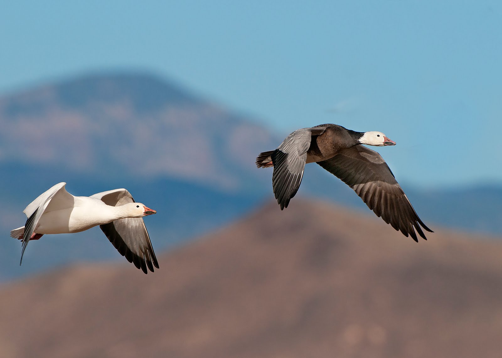 New Mexico Birds The White Choir Light Geese