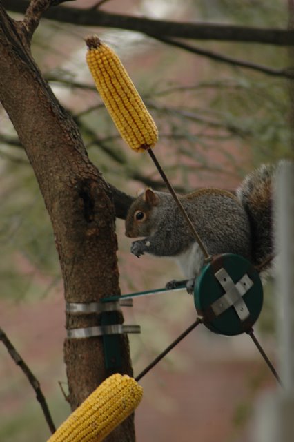 [squirrel.jpg]