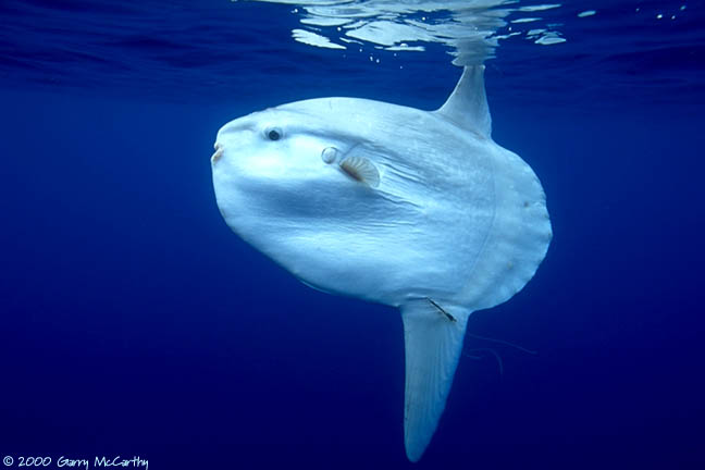 Sunfish Pokemon