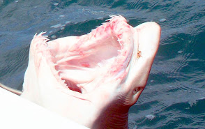 Sand Tiger Shark