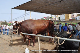 Feria de ganado y exhibicion ecuestre en Gáldar