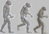 [evolution-primates2.jpeg]