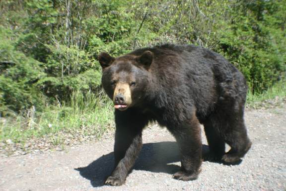 [bear6_1_09.jpg]