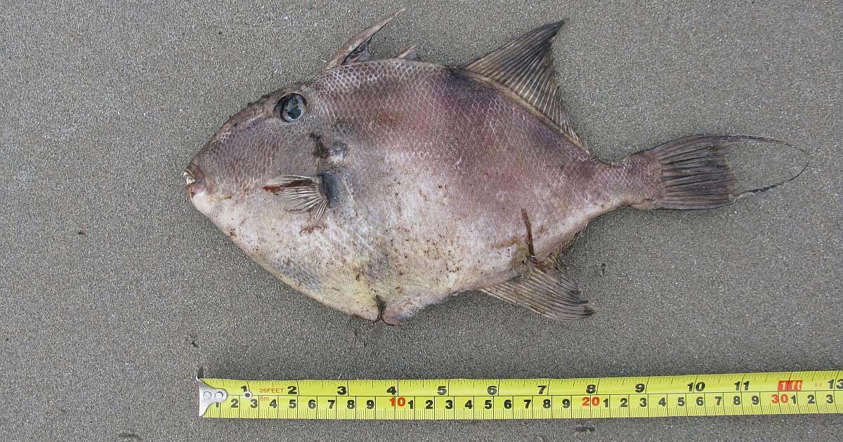 trigger fish trigger fish