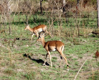 Samce antylopy impala