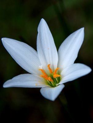 Bunga Bakung