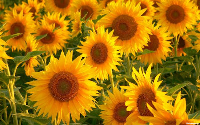 sunflower pictures