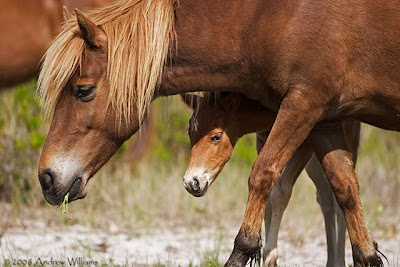 beautiful horses beautiful horses