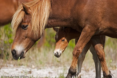 beautiful horses