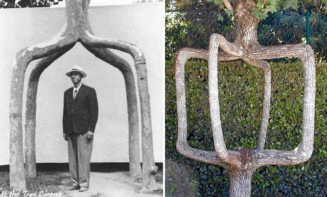 [plant-creations33.jpg]