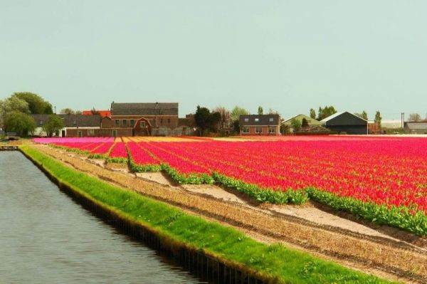 Os lindos campos de tulipas da Holanda