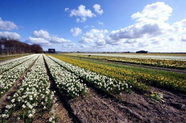 Os lindos campos de tulipas da Holanda