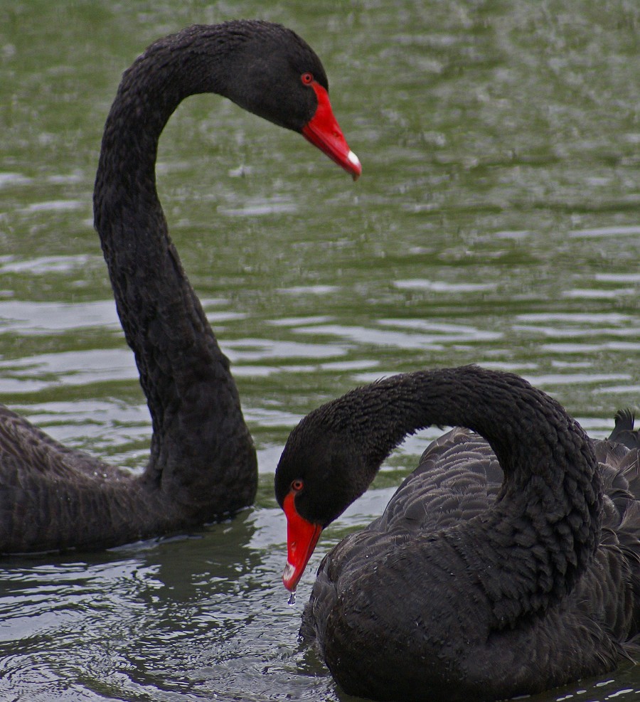 Black Swans Flying
