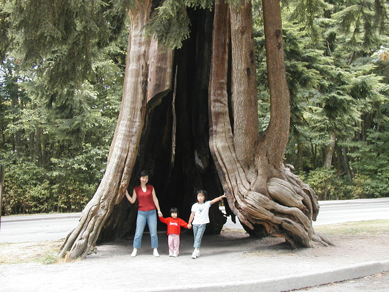 REALLY BIG TREE