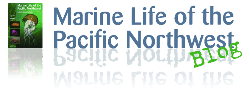 Marine Life of the Pacific Northwest Blog