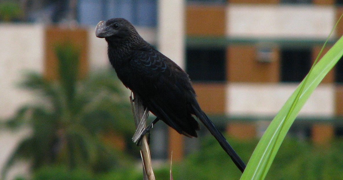 Passarinhando Anúpreto [Crotophaga ani]
