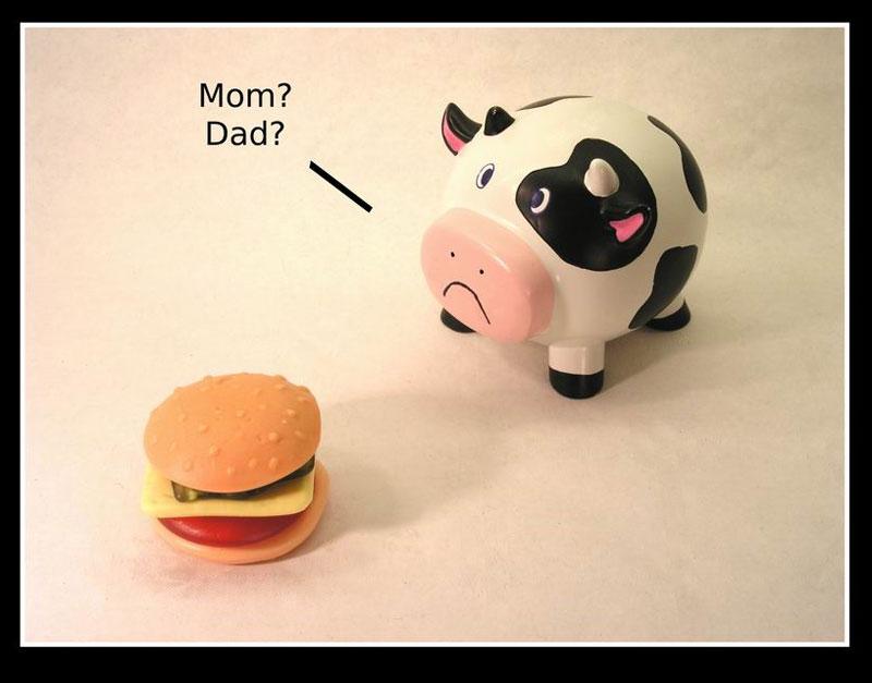 Cow Mom Dad