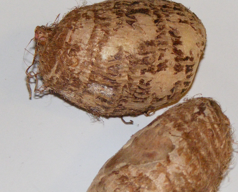 A Dollop of Cream Eddoes a variety of Taro