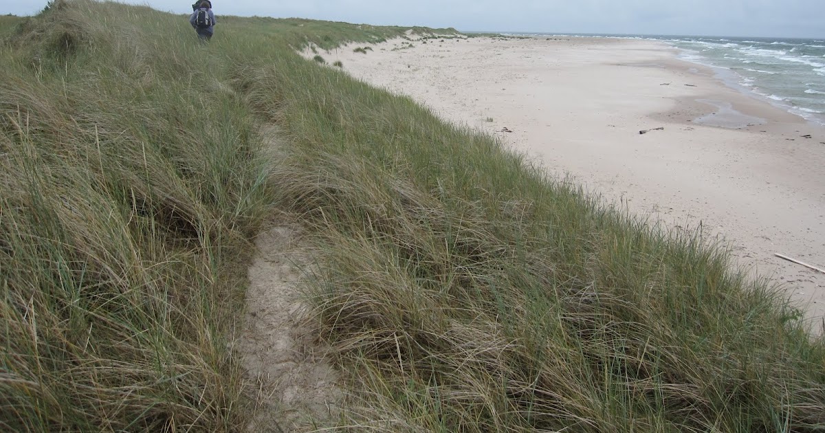 Blomlådan Gotska sandön