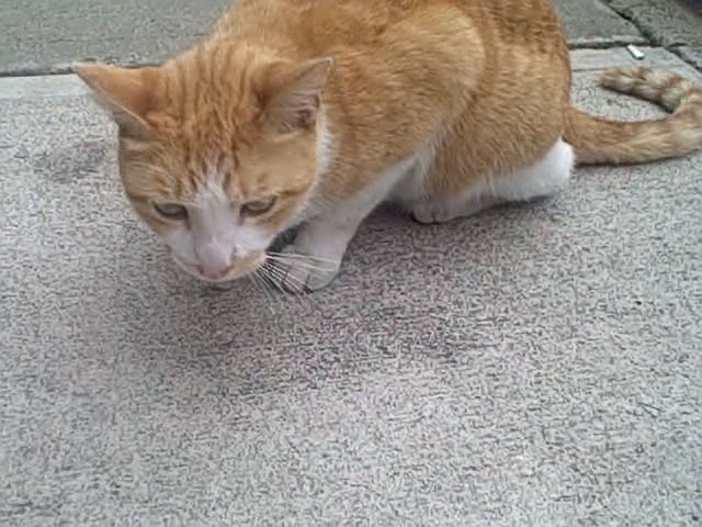 [ginger+(trimmed)+0+00+28-17.jpg]