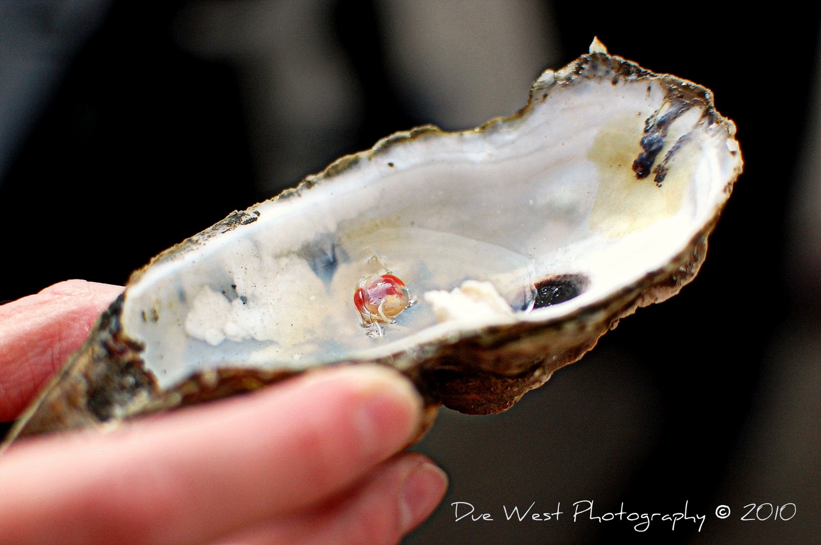 Pea Crab