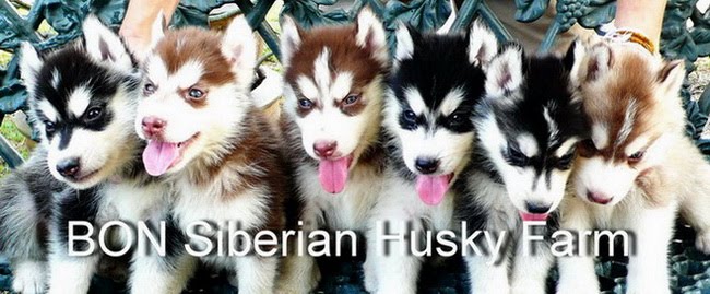 BON Siberian husky farm จำหน่าย ขาย ลูก สุนัข ไซบีเรียน ไซบีเรี่ยน ไซบีเลี่ยน ฮัสกี้