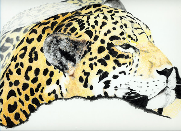 Jaguar, colour pencil sketch