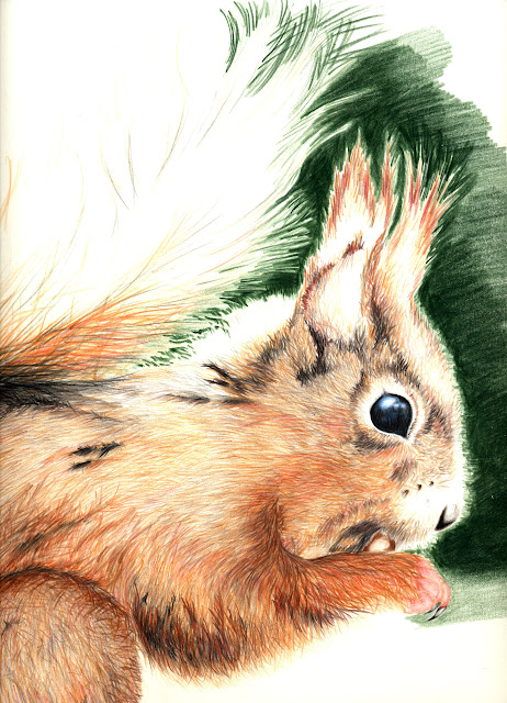 Red squirrel, colour pencil on A2, drawn from photo I took in Scotland in 2004.