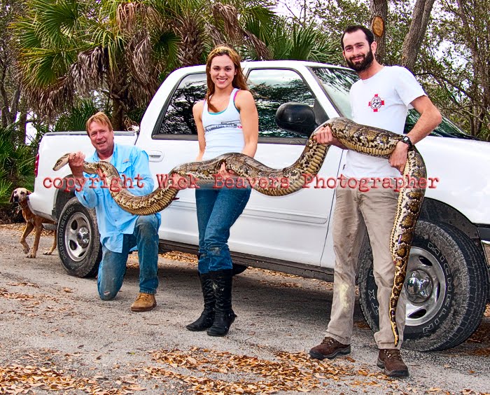 [Burmese Python copyright Lifted Out of Truck Post Capture Wick Beavers Photographer.jpg]