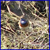 BLUETHROAT -- White-spotted