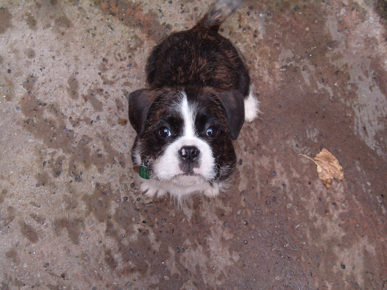 Terrier Cross Breeds