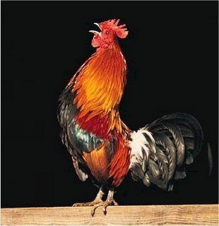 [gallo.jpg]