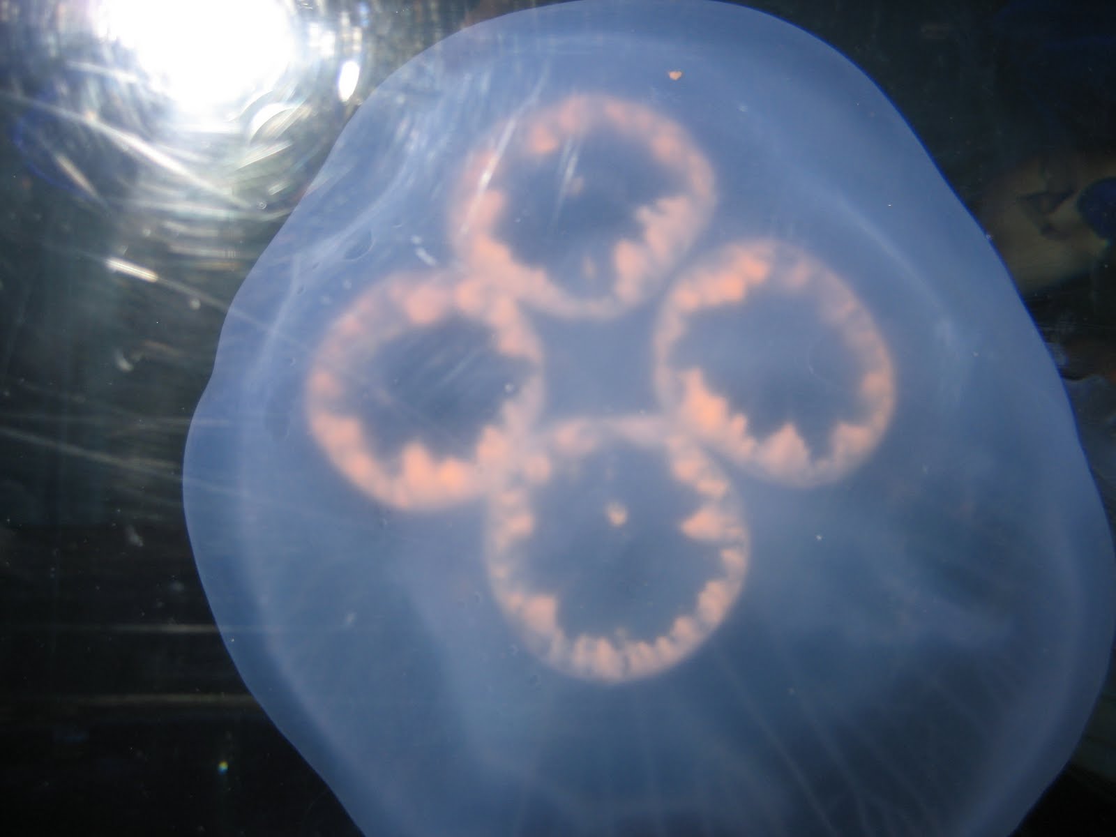 Top Of Jellyfish
