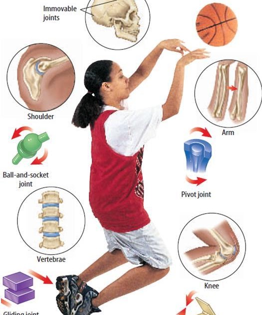 Biomedical Engineering Joints
