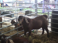 Kambing Impianku