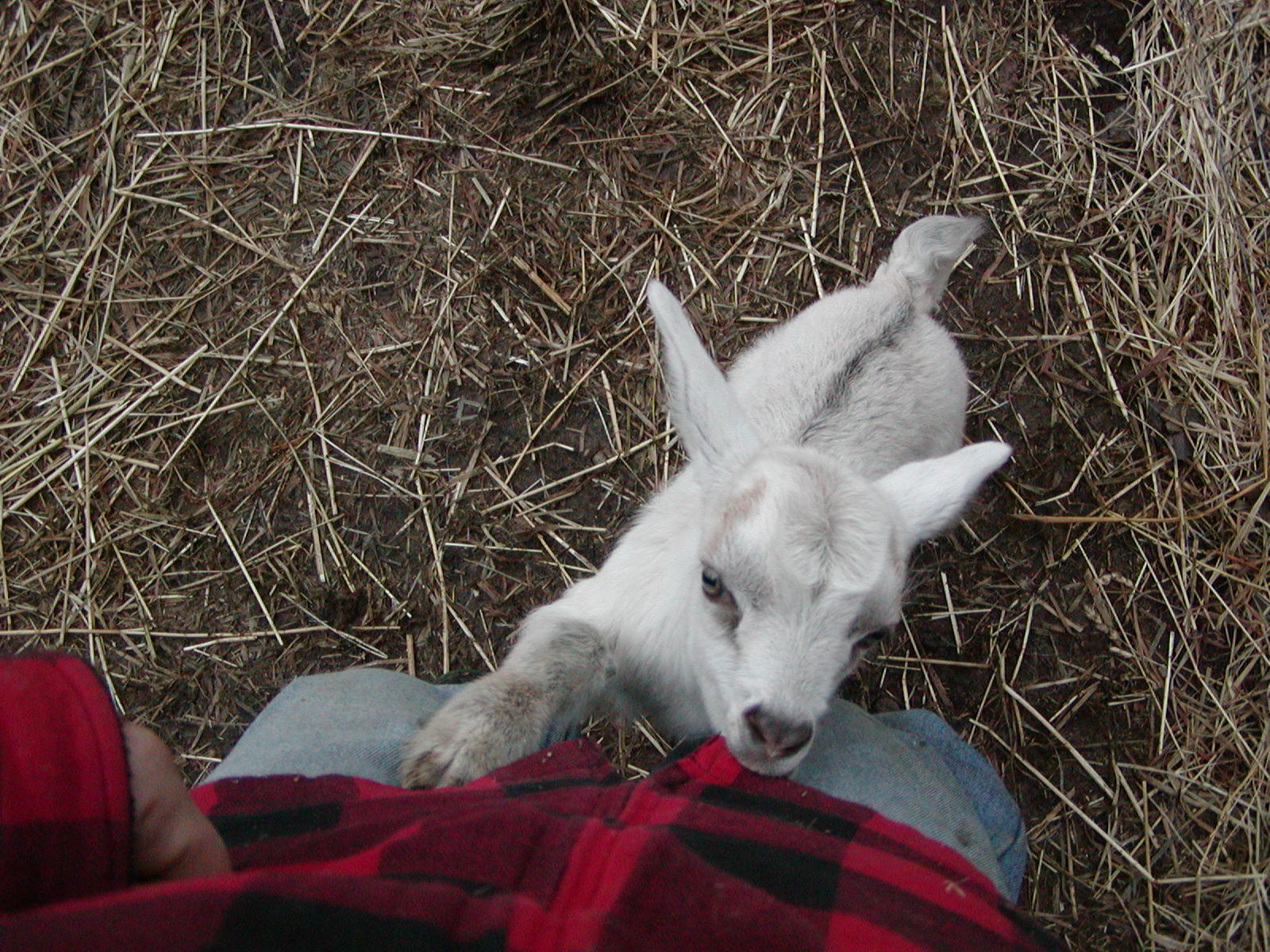 [goats+march+5+2008+003.jpg]