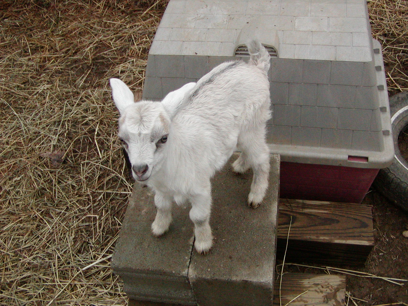 [goats+march+5+2008+011.jpg]