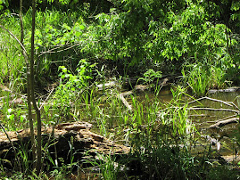 Brazos Bend Day Trip