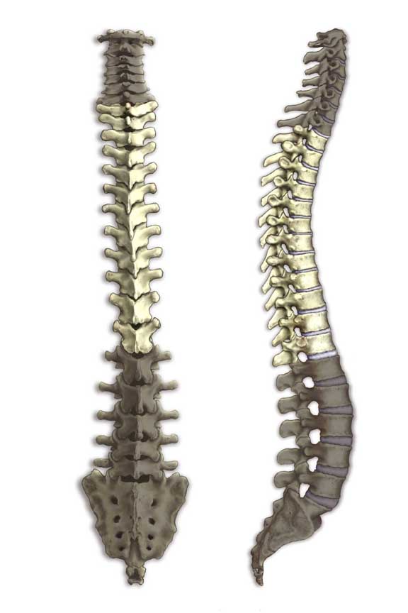 spine bones