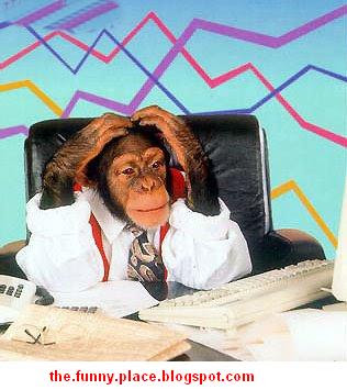 funny MONKEY photo