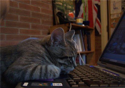 Cat's Laptop