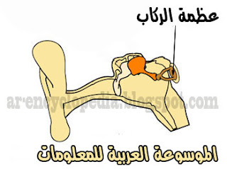 عظمة الركاب عظمة الركاب