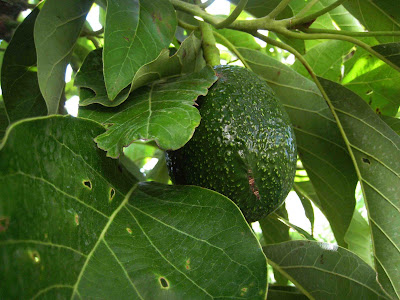 Avocado Leaf