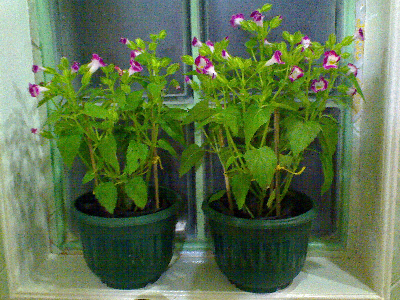 FLOWERS IN THE PHILIPPINES Anonymous Flower