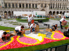 Putting out the begonias for the flower carpet on Thursday