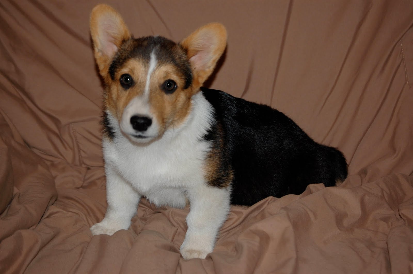 KA Pembroke Welsh Corgi