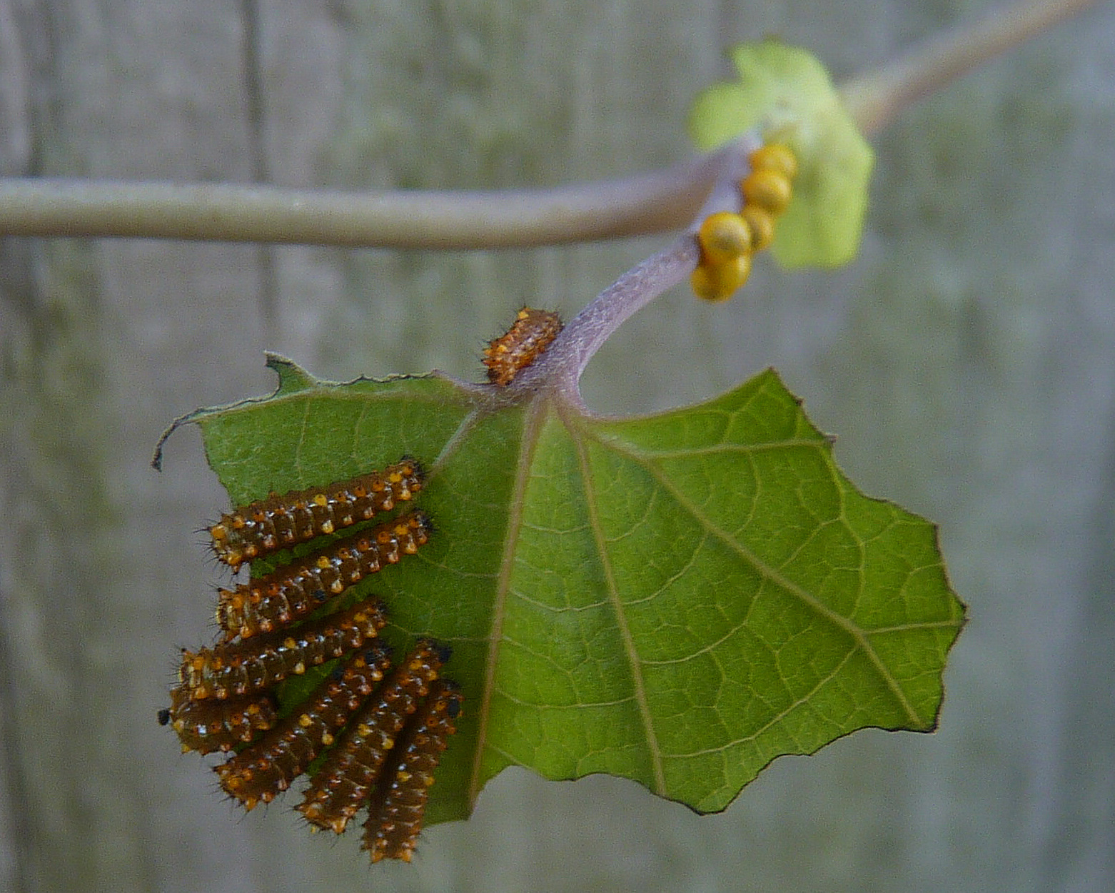 Butterfly Host Plants Milkweed is Just the Beginning