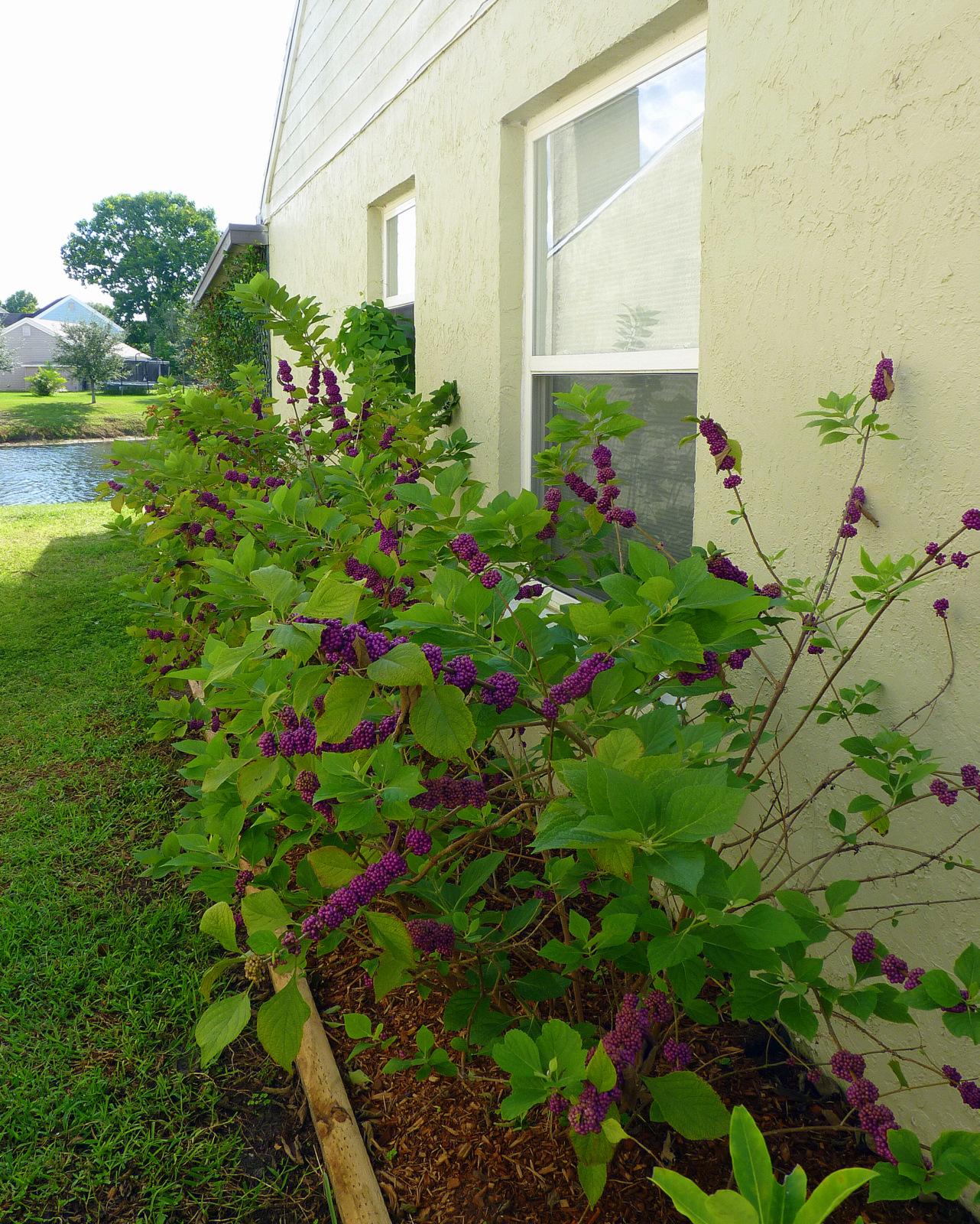 My Florida Backyard Deep Purple