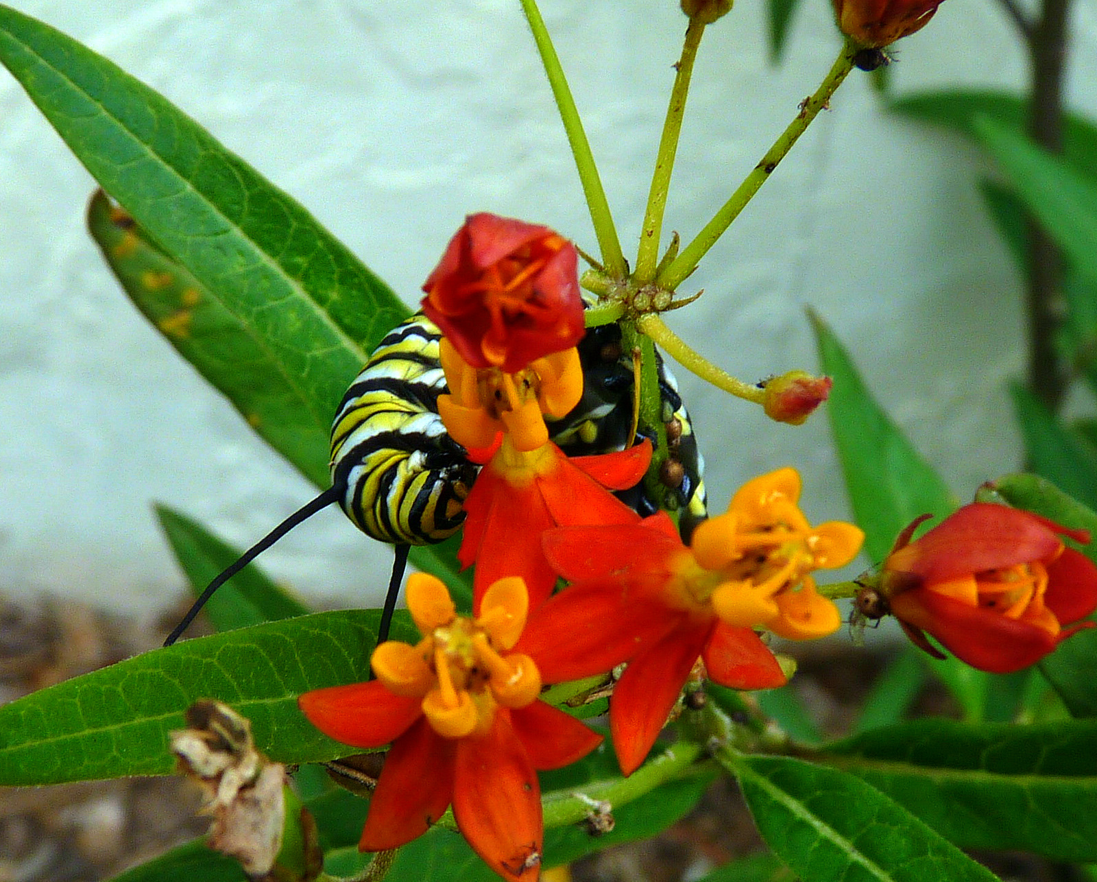 Mosi Outside Florida Native Milkweed Species